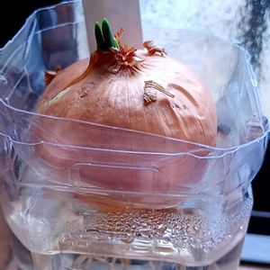 玉ねぎ,玉ねぎ,水栽培の画像