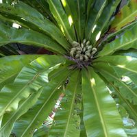 リナリア,オオタニワタリ,オオタニワタリ,アスプレニウム,姫金魚草（リナリア）の画像