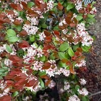 アベリアの画像