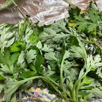 ヨモギの画像