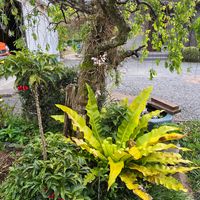 オオタニワタリ,今日のお花,我が家の花,鹿児島〜(*˘︶˘*).｡.:*♡,2020年10月同期の画像