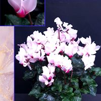 シクラメン,ホトケノザ,クモマグサ,ヒメオドリコソウ,シクラメン アブソリュドゥモレルの画像