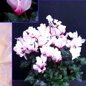 シクラメン,ホトケノザ,クモマグサ,ヒメオドリコソウ,シクラメン アブソリュドゥモレルの画像