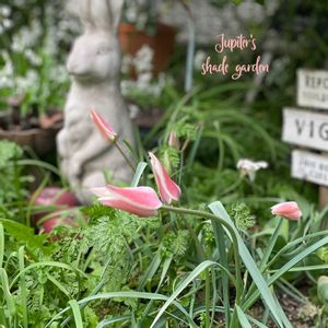 原種チューリップ　レディジェーン,チューリップレディジェーン,チューリップ　マリアージュ,ナチュラルガーデン,ジャンクガーデンの画像