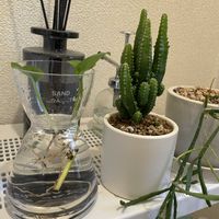 ポトス,リプサリス,リプサリス エワルディアナ,セレウス ペルヴィアヌス,多肉植物の画像