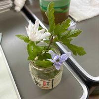 クルクマの画像