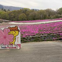 シバザクラ,春の訪れ,外出先,武甲山の画像