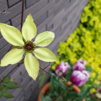 クレマチス,テッセン,鉢植え,ガーデニング,コンテナガーデンの画像