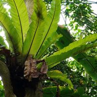 オオタニワタリ,今日のお花,爽やかグリーン,新宿御苑温室,モダンな木曜日の画像