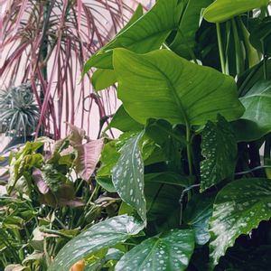 エアープランツ,モンステラ,木立ベゴニア,ドラセナ レインボー,シンゴニウム ピンクの画像