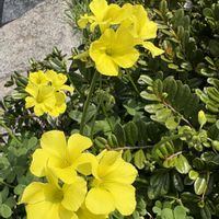 オキザリス,オオキバナカタバミ,花散歩,癒しの時間,花のある風景の画像