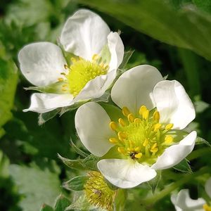 ハナニラ,イチゴ,スノーフレーク,ナノハナ,チョウジソウの画像