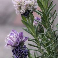 フレンチラベンダー,フレンチラベンダー　マグナムスターパープル,超巨大輪の画像