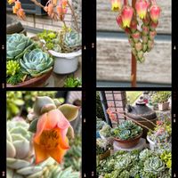 多肉植物,花芽,可愛い,元気！,もりもり多肉の画像