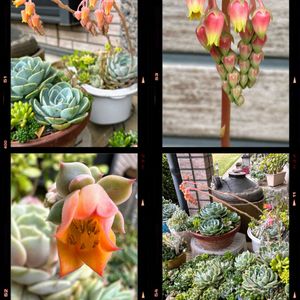 多肉植物,花芽,可愛い,元気！,もりもり多肉の画像