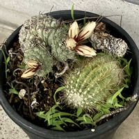 サボテン,ムシトリスミレ,菊水,長年の放置の画像