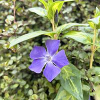 ツルニチニチソウ,散歩,紫の花,パープル,花のある暮らしの画像