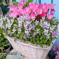 グレコマ,シクラメン,ビオラ,ギリア,ガーデニングの画像