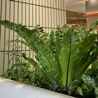 オオタニワタリ,アスプレニウム,アスプレニウム(オオタニワタリ),観葉植物,綺麗✨の画像