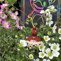 サイネリア,黒法師,クモマグサ,雲間草 くもまぐさ,えなりーﾀﾝの画像