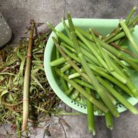 ミセバヤ,文旦,イタドリ,シャビアナローズ,おうち園芸の画像
