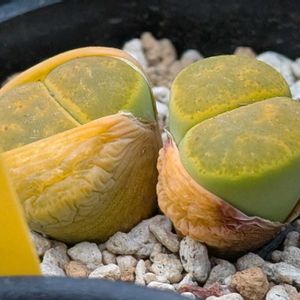 リトープス アルビニカ,日輪玉,雀卵玉,多肉植物,珍奇植物の画像