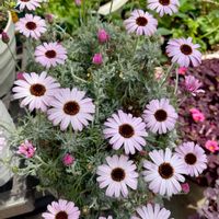 シバザクラ,マーガレット,ラナンキュラス,ローダンセマム,八重咲きチューリップの画像