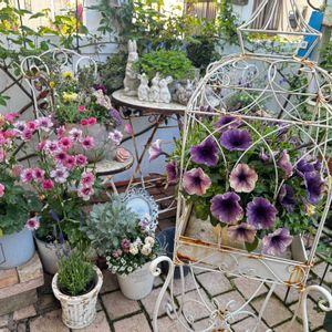 ラナンキュラス　ラックス,手作りの庭,花のある暮らし,ナチュラルスタイル,GS映えの画像