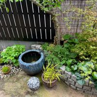 宿根草,蝋梅,福寿草,風知草,山紅葉の画像