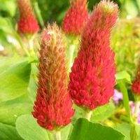 ストロベリーキャンドル,ストロベリーキャンドル,ピンクパンサー,ゴボウの種,ミニ·カタバミの画像