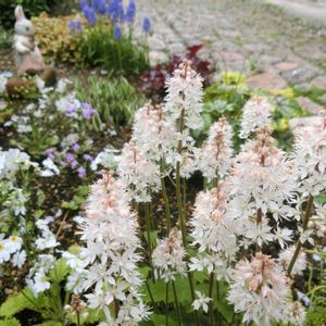 ティアレア,ガーデニング,ナチュラルガーデン,咲いた！,シェードガーデンの画像