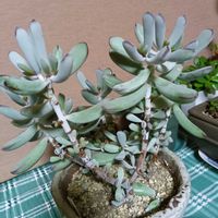 福娘,多肉植物,元気に育て♡,多肉大好き！の画像