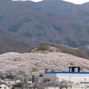 桜,弘法山古墳,田舎暮らし,花のある暮らし,楽しい田舎暮らしの画像