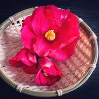 クレソン,セリ,フキノトウ,菜の花,タンポポの画像