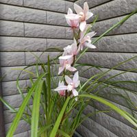 シンビジウム,和蘭　雛祭り,蘭の底無し沼の画像