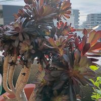 アロマティカス,アオエニウム,GS皆様ありがとう,花友さんありがとう,しあわせ運べるようにの画像