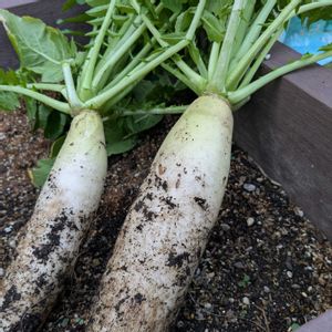 大根,お庭,収穫,とにかくGS 楽しもう！,家庭菜園の画像