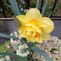 スイセン,スイセン,パンジー,ビオラ,クモマグサの画像