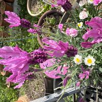 フレンチラベンダーの画像