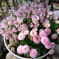 アネモネ,チューリップ,デージー,パンジー,スイートアリッサム の画像