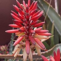 アロエベラの画像