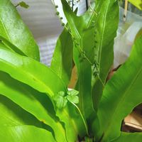 オオタニワタリ,仙台しだれ桜,さくら サクラ 桜,胴吹きさくら,仙台枝垂桜の画像