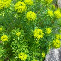 ユーフォルビア キパリッシアス,日陰,ユーフォルビア,花のある暮らし,GSのみなさんに感謝♡の画像