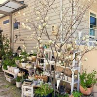 チランジア,ジューンベリー,トップシータービー,イオナンタ,ウスネオイデスの画像