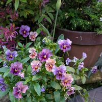 チューリップ,ビオラ,種まき,花のある暮らし,花が好きな人と繋がりたいの画像