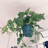 マドカズラの画像