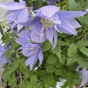 クレマチス モンタナ,クレマチス マクロぺタラの画像