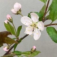 スモモ,プラム,ハリウッド,開花,鉢栽培の画像