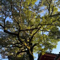 クスノキ,オガタマノキ,石清水八幡宮,巨木古木の木曜日の画像