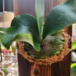 ビカクシダ,Platycerium 'Nokogiri',ビカクシダ 'ノコギリ',子株の画像